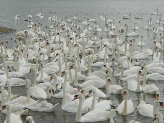 Swans