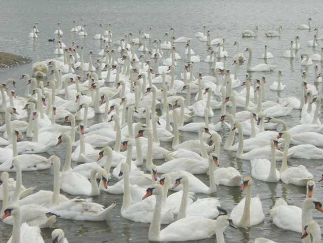 Swans