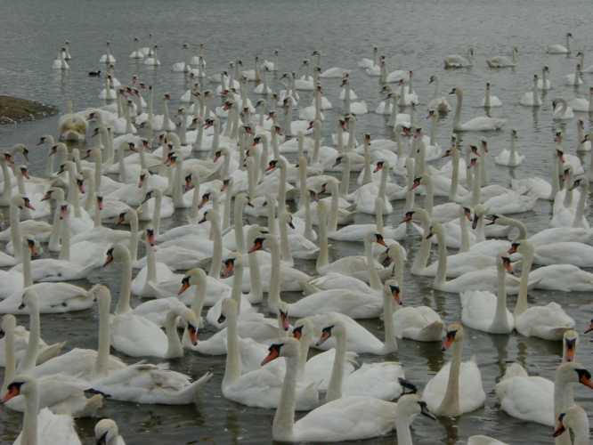 Swans