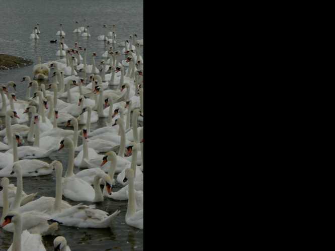 Swans