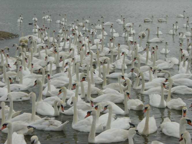 Swans